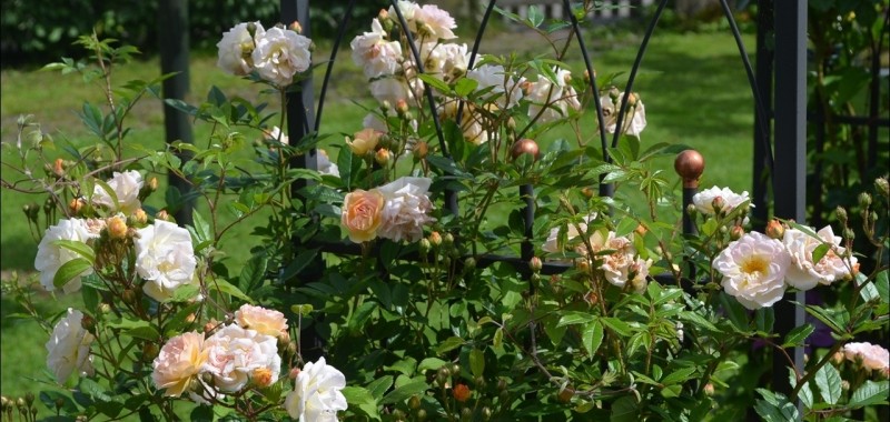 róże w ogrodzie